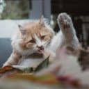 yellow cat  screen for extension Chrome web store in OffiDocs Chromium