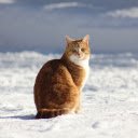 Yellow cat and snow white  screen for extension Chrome web store in OffiDocs Chromium