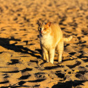 Yellow cat in the sand  screen for extension Chrome web store in OffiDocs Chromium