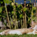 Yellow Cat Sunbathing  screen for extension Chrome web store in OffiDocs Chromium