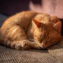 YELLOW CAT Theme  screen for extension Chrome web store in OffiDocs Chromium