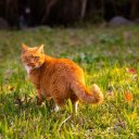 YELLOW CAT THEME  screen for extension Chrome web store in OffiDocs Chromium
