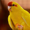 Yellow cheeked parrot  screen for extension Chrome web store in OffiDocs Chromium