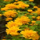 Yellow chrysanthemum wallpaper  screen for extension Chrome web store in OffiDocs Chromium