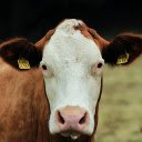 Yellow cow with white face  screen for extension Chrome web store in OffiDocs Chromium