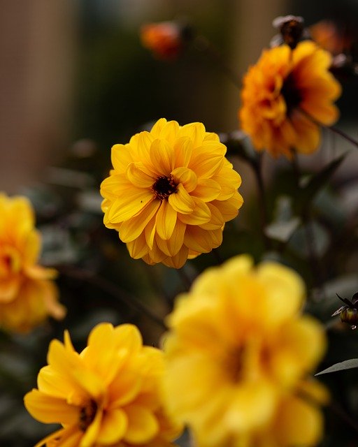 Free download yellow dahlia flower botany garden free picture to be edited with GIMP free online image editor
