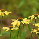yellow daisy  screen for extension Chrome web store in OffiDocs Chromium