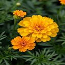 yellow daisy wallpaper  screen for extension Chrome web store in OffiDocs Chromium