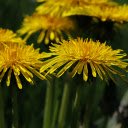 Yellow Dandelion Flowers  screen for extension Chrome web store in OffiDocs Chromium