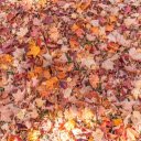 Yellow dry autumn leaves  screen for extension Chrome web store in OffiDocs Chromium