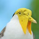 Yellow faced bird  screen for extension Chrome web store in OffiDocs Chromium