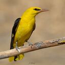 yellow feather bird wallpaper  screen for extension Chrome web store in OffiDocs Chromium
