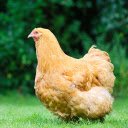 Yellow feathered hen  screen for extension Chrome web store in OffiDocs Chromium