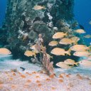 Yellow Fishes on Water  screen for extension Chrome web store in OffiDocs Chromium