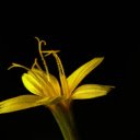 Yellow flower  screen for extension Chrome web store in OffiDocs Chromium