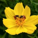 Yellow flower and two bees  screen for extension Chrome web store in OffiDocs Chromium