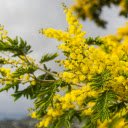 Yellow flower branch in the wind  screen for extension Chrome web store in OffiDocs Chromium