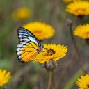 YELLOW FLOWER BUTTERFLY Theme  screen for extension Chrome web store in OffiDocs Chromium