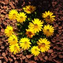 Yellow flower cluster  screen for extension Chrome web store in OffiDocs Chromium