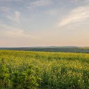 Yellow Flower Field  screen for extension Chrome web store in OffiDocs Chromium