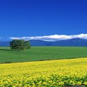 yellow flower field wallpaper  screen for extension Chrome web store in OffiDocs Chromium