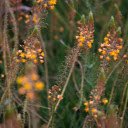Yellow flower garden  screen for extension Chrome web store in OffiDocs Chromium