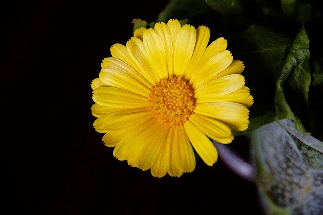 Download gratuito Fiore giallo nell'estate del modello di foto gratuito da modificare con l'editor di immagini online di GIMP