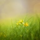Yellow flower lawn  screen for extension Chrome web store in OffiDocs Chromium
