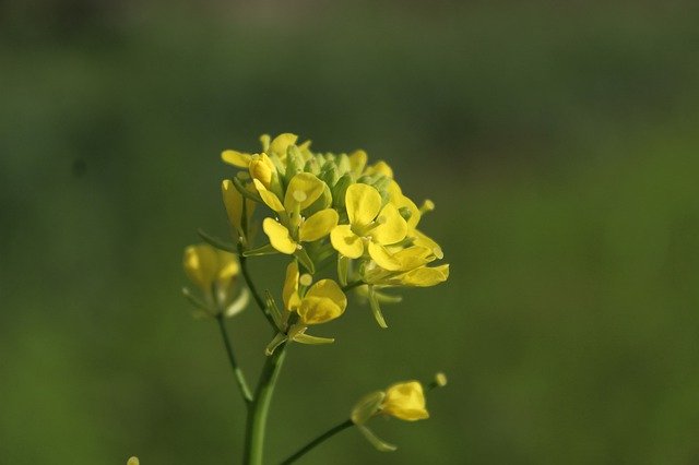 Kostenloser Download Yellow Flower Mustard - kostenloses kostenloses Foto oder Bild zur Bearbeitung mit GIMP Online-Bildbearbeitung