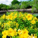 yellow flower pot  screen for extension Chrome web store in OffiDocs Chromium