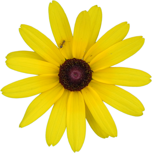 Descărcare gratuită Yellow Flower Rudbeckia - fotografie sau imagine gratuită pentru a fi editată cu editorul de imagini online GIMP