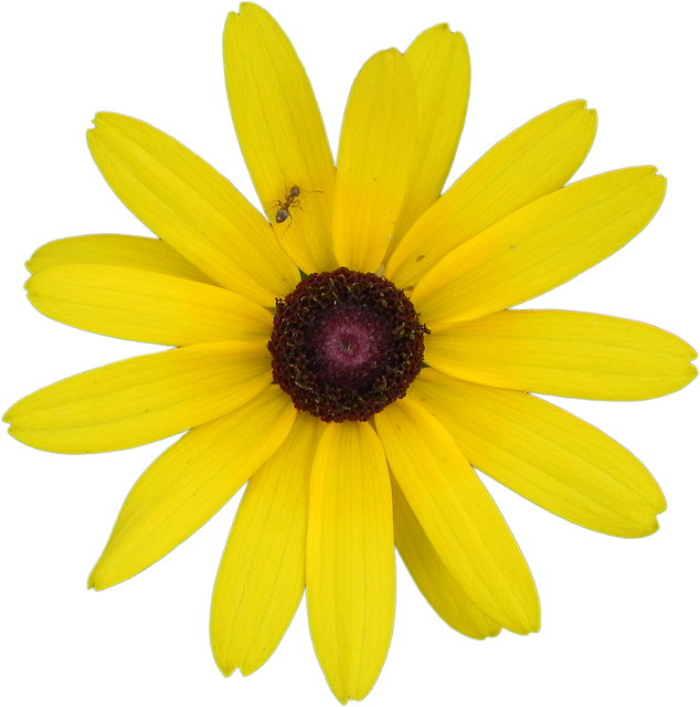 無料ダウンロードYellowFlowerRudbeckia-GIMPオンライン画像エディタで編集できる無料の写真または画像