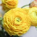 Yellow flowers  screen for extension Chrome web store in OffiDocs Chromium