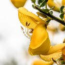 Yellow flowers  screen for extension Chrome web store in OffiDocs Chromium