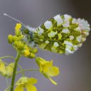 Yellow Flowers and Beautiful Butterflies  screen for extension Chrome web store in OffiDocs Chromium