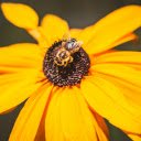 Yellow flowers and bees  screen for extension Chrome web store in OffiDocs Chromium