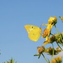 Yellow flowers and butterflies  screen for extension Chrome web store in OffiDocs Chromium