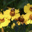 Yellow flowers and hardworking bees  screen for extension Chrome web store in OffiDocs Chromium