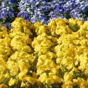 Yellow flowers, blue flowers  screen for extension Chrome web store in OffiDocs Chromium