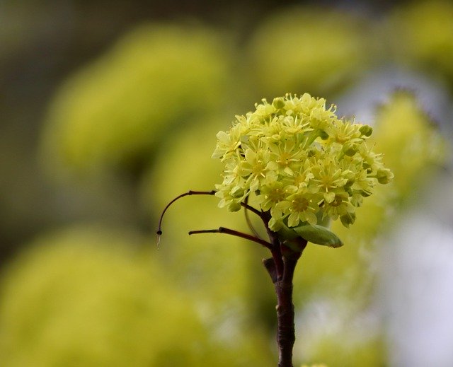 Free download yellow flowers flowering branch free picture to be edited with GIMP free online image editor