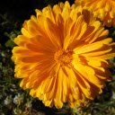 Yellow Flowers in the Sun  screen for extension Chrome web store in OffiDocs Chromium