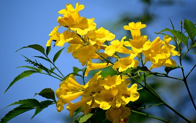 黄色い花の自然