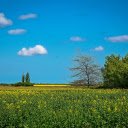 Yellow flowers on green fields  screen for extension Chrome web store in OffiDocs Chromium