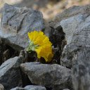 Yellow flowers on rocks  screen for extension Chrome web store in OffiDocs Chromium
