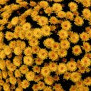 YELLOW FLOWERS Theme  screen for extension Chrome web store in OffiDocs Chromium