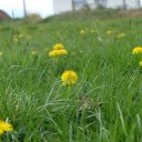 Yellow flowers under green grass  screen for extension Chrome web store in OffiDocs Chromium