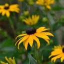 Yellow flowers with black stamens  screen for extension Chrome web store in OffiDocs Chromium