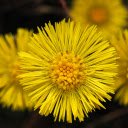 Yellow Flowers with Small Petals  screen for extension Chrome web store in OffiDocs Chromium