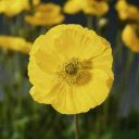 Yellow Flower Theme  screen for extension Chrome web store in OffiDocs Chromium