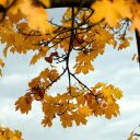 Yellow foliage  screen for extension Chrome web store in OffiDocs Chromium